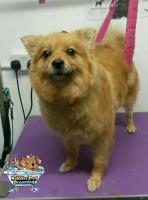 Bubbles Dog Grooming image 4